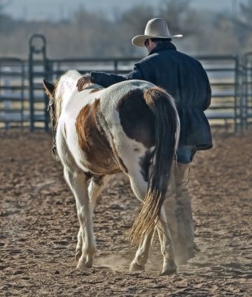 cowboy horse western 
