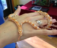 Small Orange Corn Snake Wrapped Around a Woman's Hand
